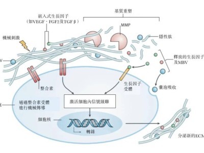 東方妍美赴港上市路：年虧近7千萬，估值仍達15億之謎