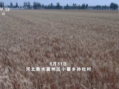 科技麥田“大顯身手”，智慧農機無人機共舞助豐收