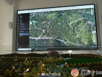 廣西靈山荔枝園引入AI無人機，智能巡園效率飆升50倍
