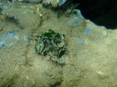 煙臺(tái)海域現(xiàn)“海底草原”奇觀，滸苔泛濫成災(zāi)還是生態(tài)新機(jī)遇？