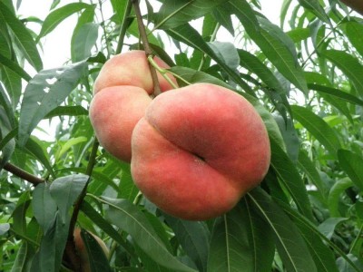 桃子甜因何而來？中科院揭秘桃子蔗糖積累關(guān)鍵機(jī)制