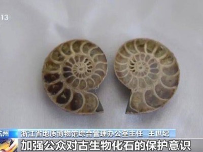 杭州蕭山機場海關查獲走私品！2366件珍貴古生物化石移交浙江省地質博物館