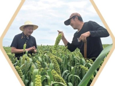 米脂小米：借力拼多多“百億補貼”，從田間到舌尖的產業升級路