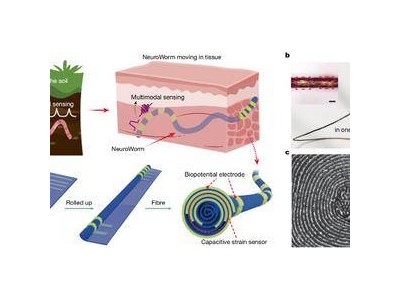 ?我國科研團隊攻克難關 研發“神經蠕蟲”電極開啟生物電子接口新范式?
