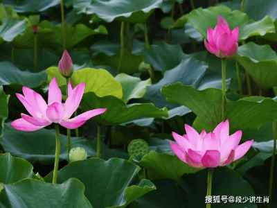 未來仨月運勢旺，4屬相迎機遇浪潮，事業財運雙豐收生活美滿