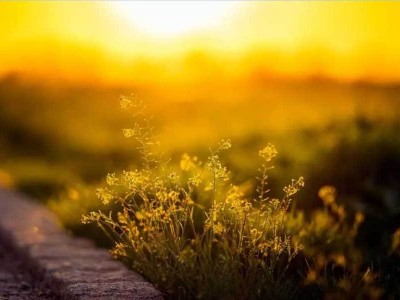 本田Honda 0α：以“輕巧”重塑電動未來，2027量產(chǎn)版駛向日常新旅程