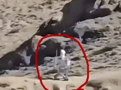 中印邊境新景象:中國智能機(jī)器人24小時(shí)值守,印度邊防或已落后?